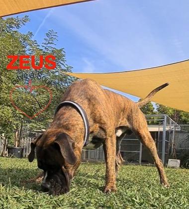 zeus boxer puro di 3 anni in adozione Foto 4
